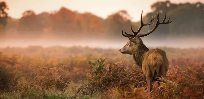 Essential Tips for Great Wildlife Photography